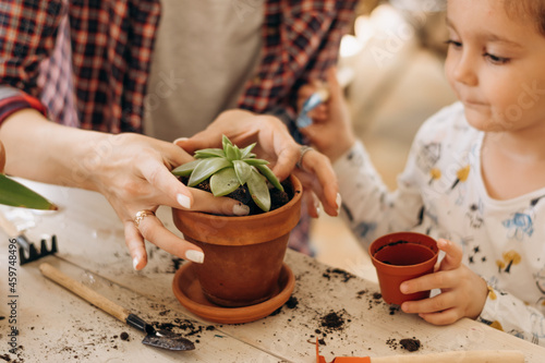 Little mixed-race dark-haired girl with her mother is planting houseplants in terracotta pots at home.Family leisure,home gardening,hobby concept.Biophilia design and urban jungle concept.