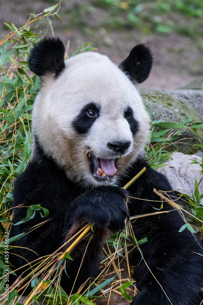 Obraz premium A Panda Bear eating bamboo pictured in its enclosure in a Zoo.
