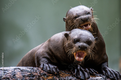 Two giant otters shouting in a zoo photo