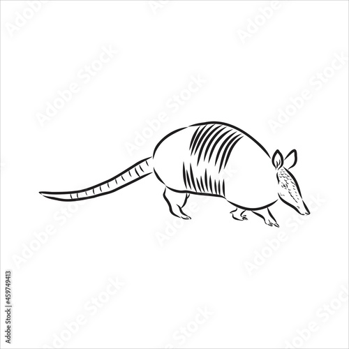 Armadillo parrot polygonal lines illustration. Abstract vector armadillo on the white background