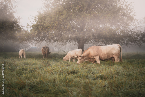 A herd of cows in a meadow on a foggy autumn morning