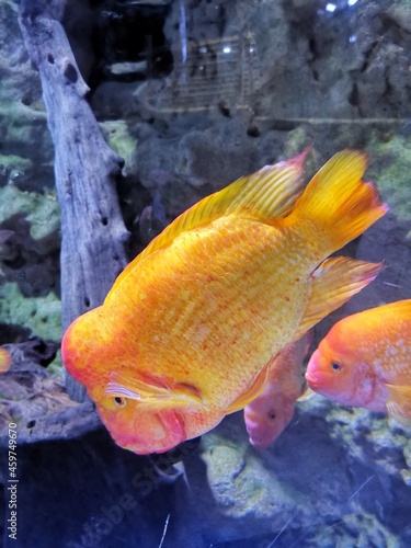 Midas Cichlidfish in Dubai  Underwater Zoo  photo