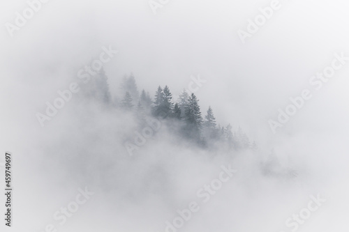 Nebel über dem Wald