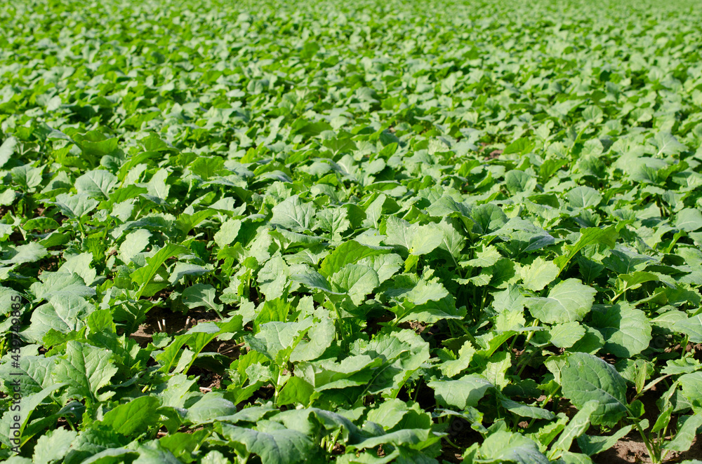 Autumn field with green plants of winter rapeseed, background. Field of young green rapeseed. Background from plants of winter rapeseed. Green rapeseed field, autumn, background from young plants. Autumn field with green plants of winter rapeseed, background. Field of young green rapeseed. Background from plants of winter rapeseed. Green rapeseed field, autumn, background from young plants.