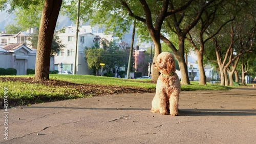 Un cachorro de mini goldendoodle busca a su dueño en el parque photo