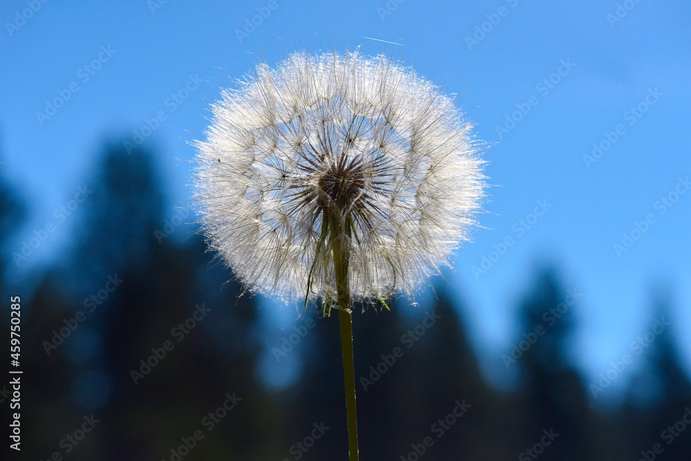dandelion seed puffball in the sunlight