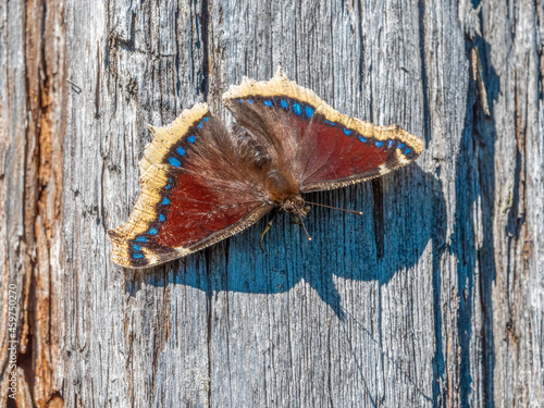 Trauermantel (Schmetterling - Nymphalis antiopa) auf einem Holzbrett photo