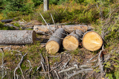 Chopped logs in forest, tree trunks on ground