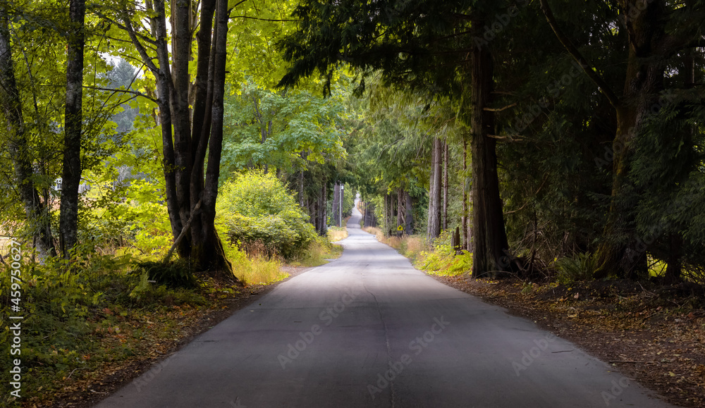 Naklejka premium Scenic Road in the Vibrant Green Canadian Rainforest. Sunny Summer Morning. Salt Spring Island, British Columbia, Canada.