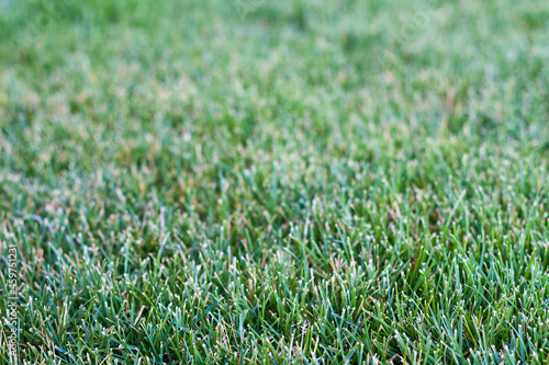 Well-groomed green lawn close-up, short and neatly trimmed grass