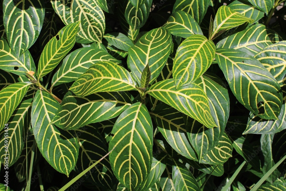 leaves background leaves background