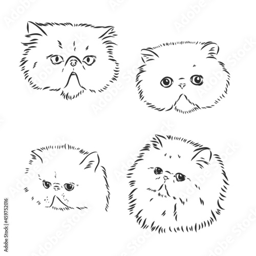 Vector Sketch Persian Cat persian cat vector