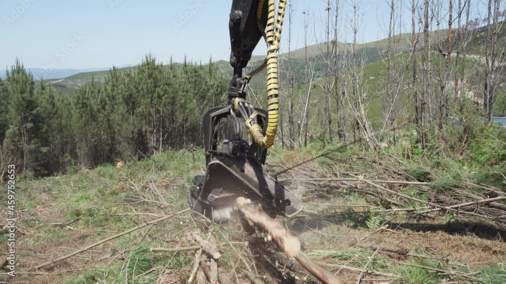 Forest harvester at work. Processing spruce forest. Claw manipulator of