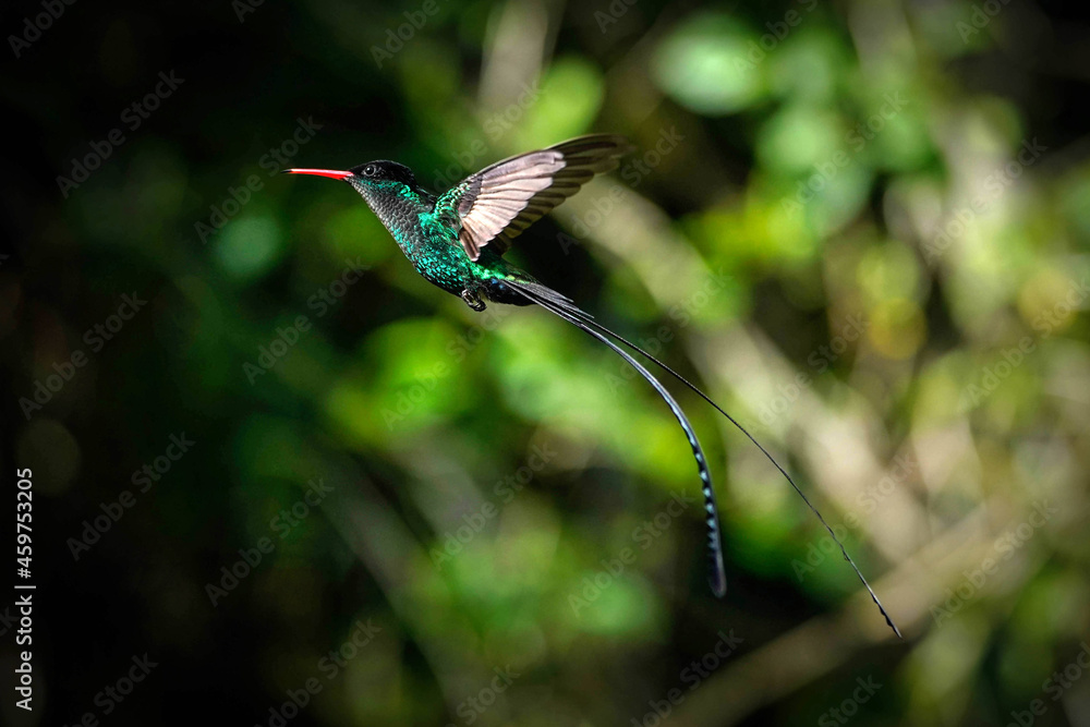 Fototapeta premium Red-billed streamertail hummingbird - Jamaica