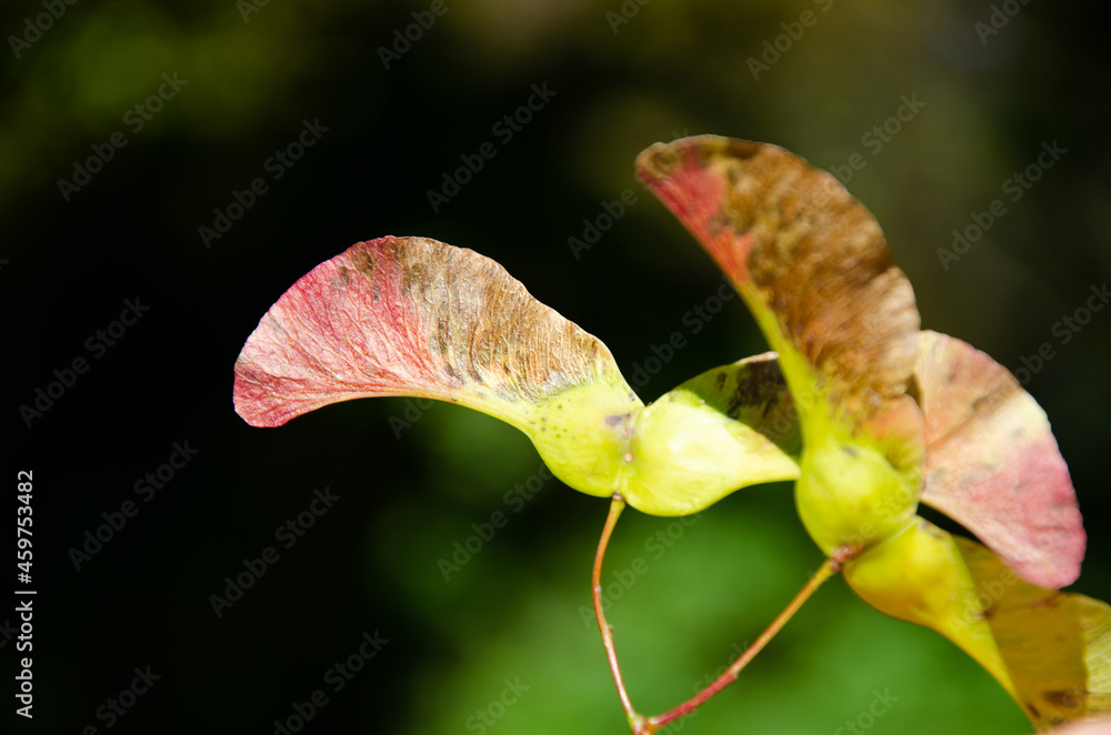 Green-pink biplane - fruit of maple tree with copy space. Autumn theme background. Maple seeds surface texture on blurred green background. Green-pink biplane - fruit of maple tree with copy space. Autumn theme background. Maple seeds surface texture on blurred green background.
