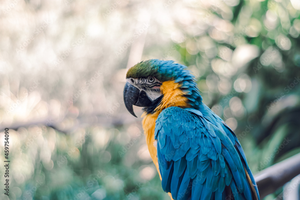Fototapeta premium blue and yellow wild parrot