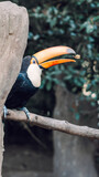black toucan with yellow on branch
