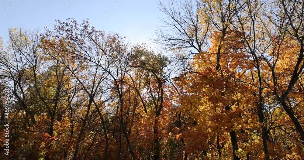Branches of an autumn forest with golden leaves sway in the wind, shot from top to bottom Branches of an autumn forest with golden leaves sway in the wind, shot from top to bottom
