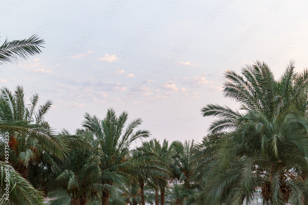 Tops of date palms with fruits against a light sky.