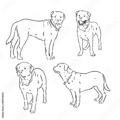Vector image of an dog labrador on white background