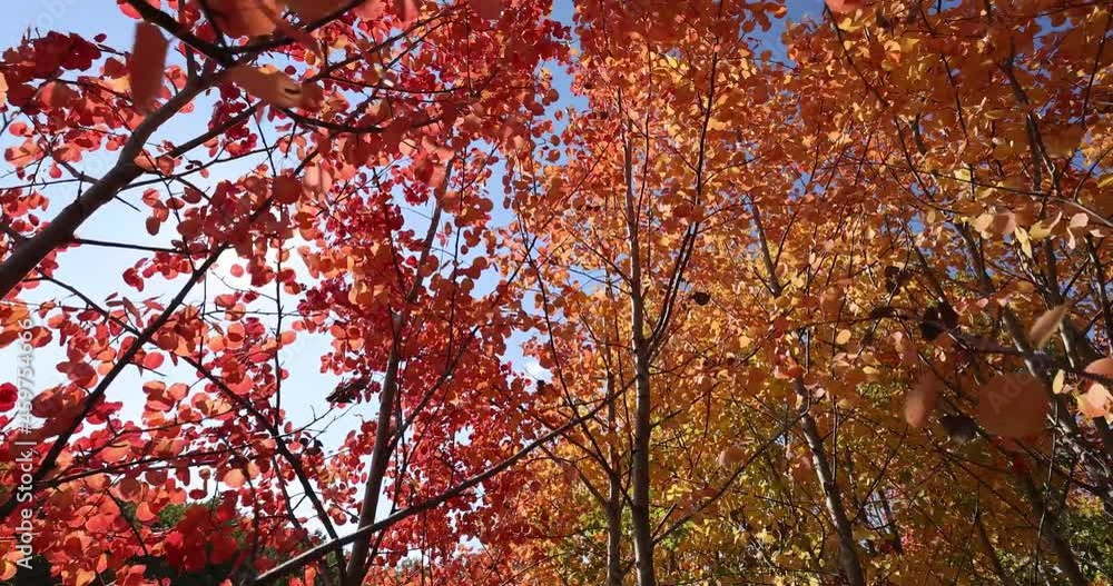 Branches of an autumn forest with golden leaves sway in the wind, shot from top to bottom Branches of an autumn forest with golden leaves sway in the wind, shot from top to bottom