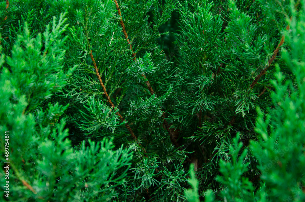 Coniferous branches. Spruce branch of conifers. Spruce branches and the sun behind the trees.
texture