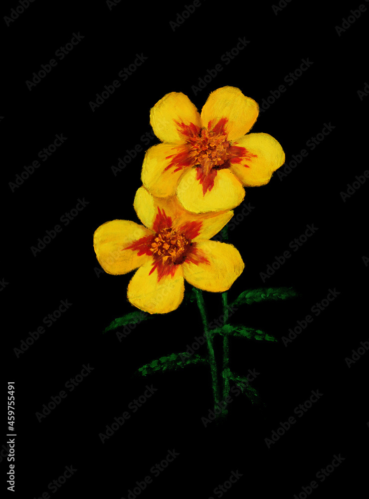 Yellow pansy on black velvet