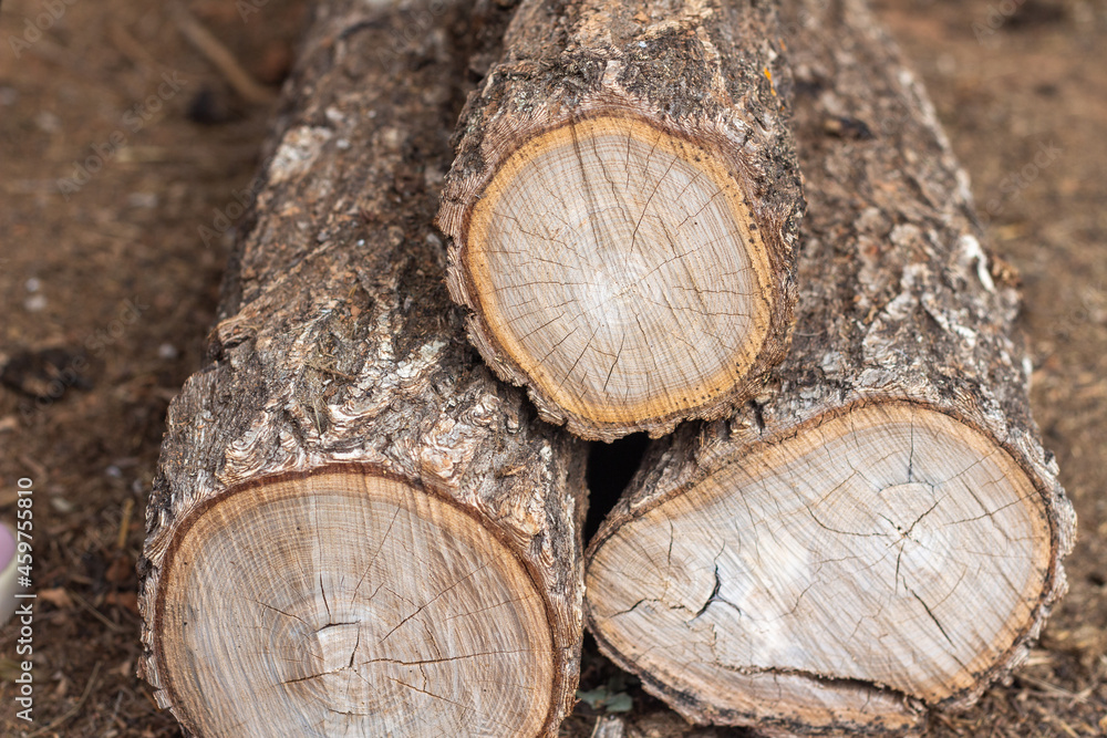 A pile of logs lies on the ground A pile of logs lies on the ground