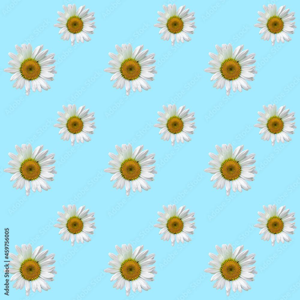 Floral Seamless Camomile pattern on a Blue background. Flat lay, top view. Holiday concept Floral Seamless Camomile pattern on a Blue background. Flat lay, top view. Holiday concept