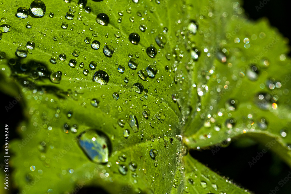 Rain drops shining on plants