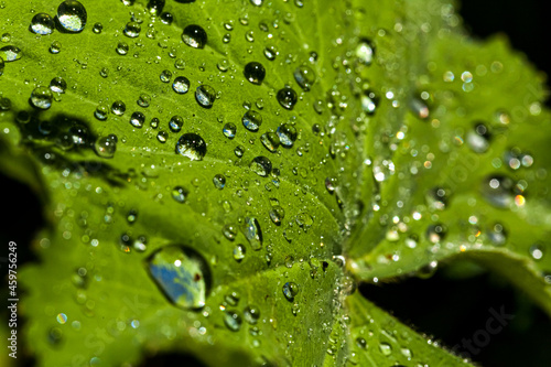 Rain drops shining on plants © Jean-Claude Caprara