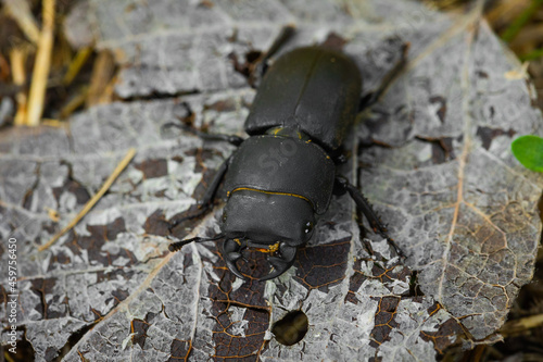 Little male stag beetle on the leaf