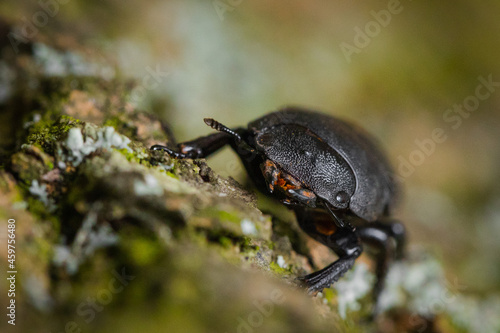 Female stag beetle on the oak tree bark