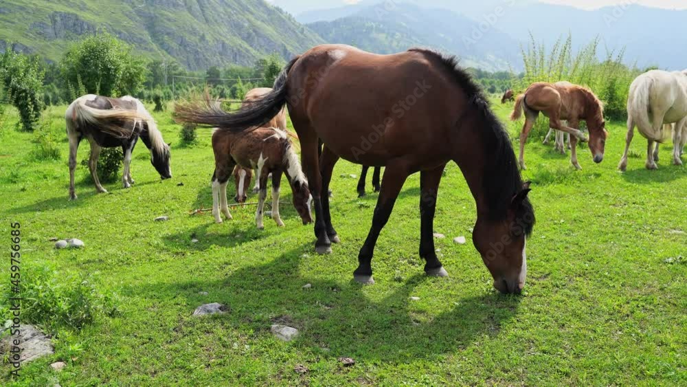 Vacation landscape. Horse outdoor in evening. Russian Altai mountains. Chemal region. Holiday at home. Staycation concept. Reduce carbon footprint. Sustainable lifestyle. Holiday trail. Local travel Vacation landscape. Horse outdoor in evening. Russian Altai mountains. Chemal region. Holiday at home. Staycation concept. Reduce carbon footprint. Sustainable lifestyle. Holiday trail. Local travel