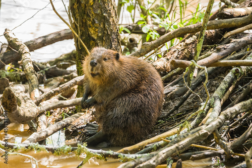 Beaver sitting at the den