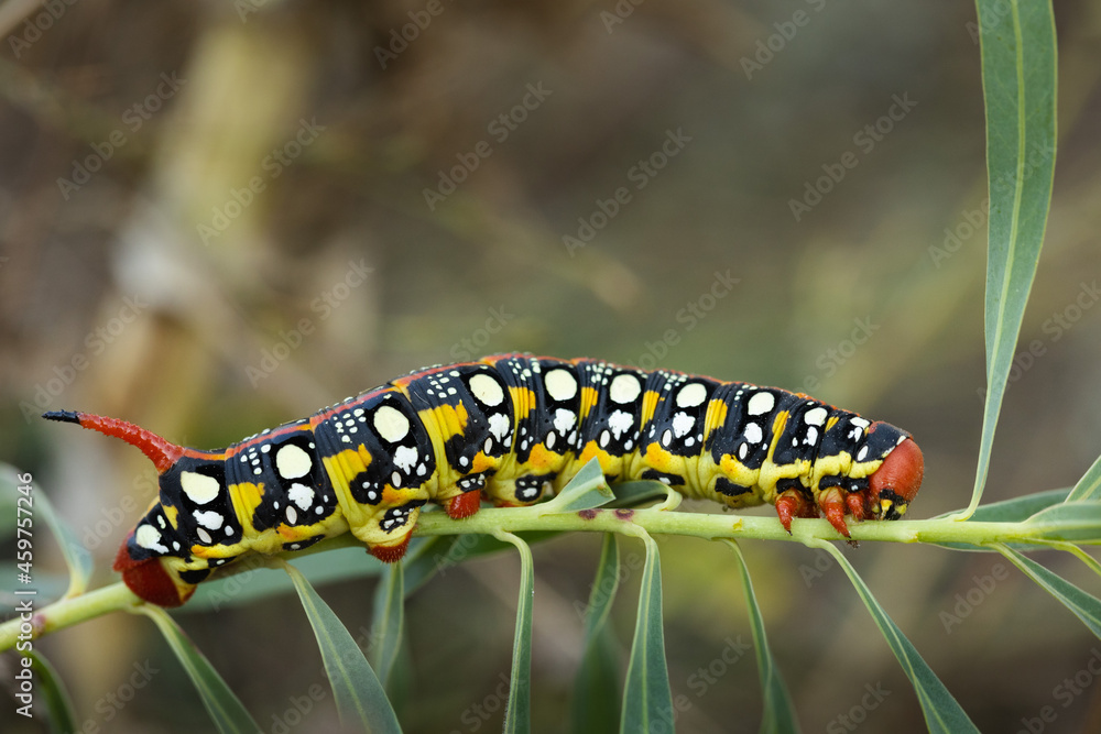 Naklejka premium Closeup caterpillar of Spurge hawk-moth