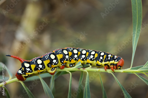 Closeup caterpillar of Spurge hawk-moth
