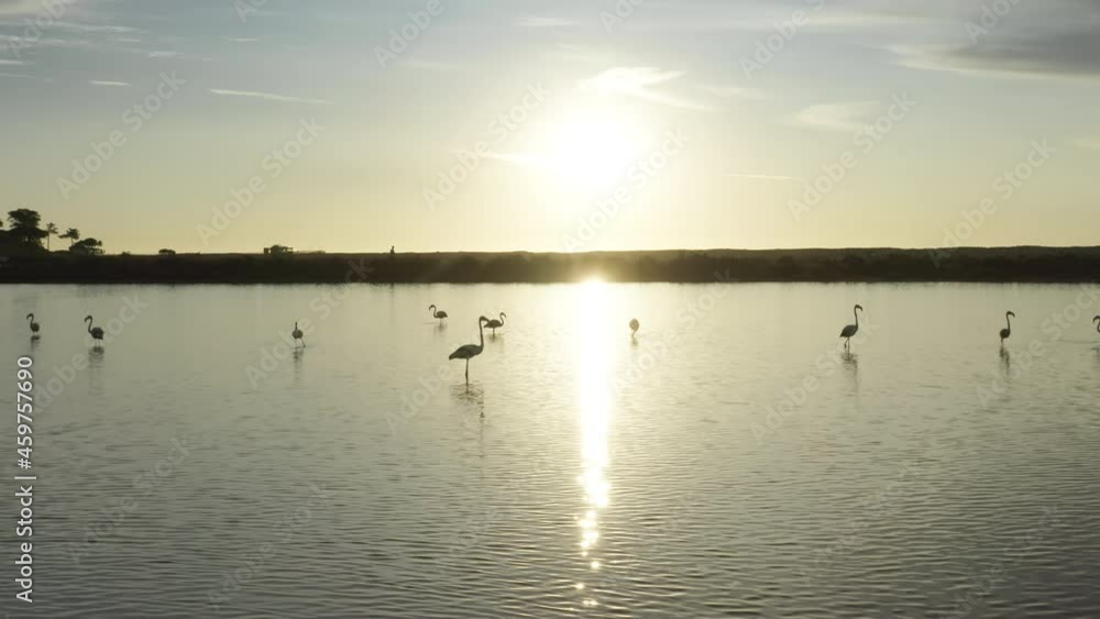 Silhouettes of flamingos standing on Quinta do Lago, Algarve, Portugal, Europe. Exotic birds in sunset light. Amazing shot of sunrise on lake with flamingo birds in wild nature, 4k footage Silhouettes of flamingos standing on Quinta do Lago, Algarve, Portugal, Europe. Exotic birds in sunset light. Amazing shot of sunrise on lake with flamingo birds in wild nature, 4k footage