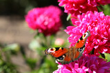 Colorful butterfly on a beautiful flower on a summer day, autumn mood