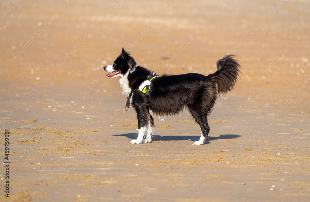 border collie playing with ball on the beach at summertime