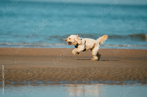 white dog on the beach with the sun in his face late afternoon running towards his owner © LDC