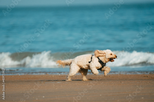 white dog on the beach with the sun in his face late afternoon running towards his owner © LDC