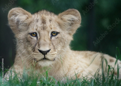 Canvas Print Closeup of a lion cup lying on grass against a blurred greenery