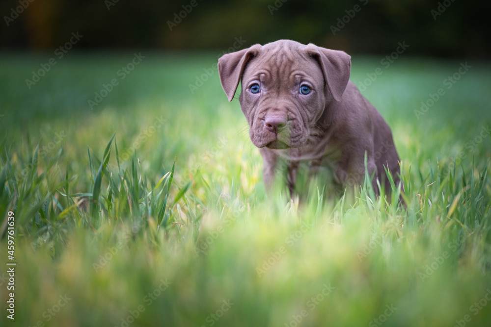 Portrait of a small purebred American Pit Bull Terrier puppy on the grass in the park.
