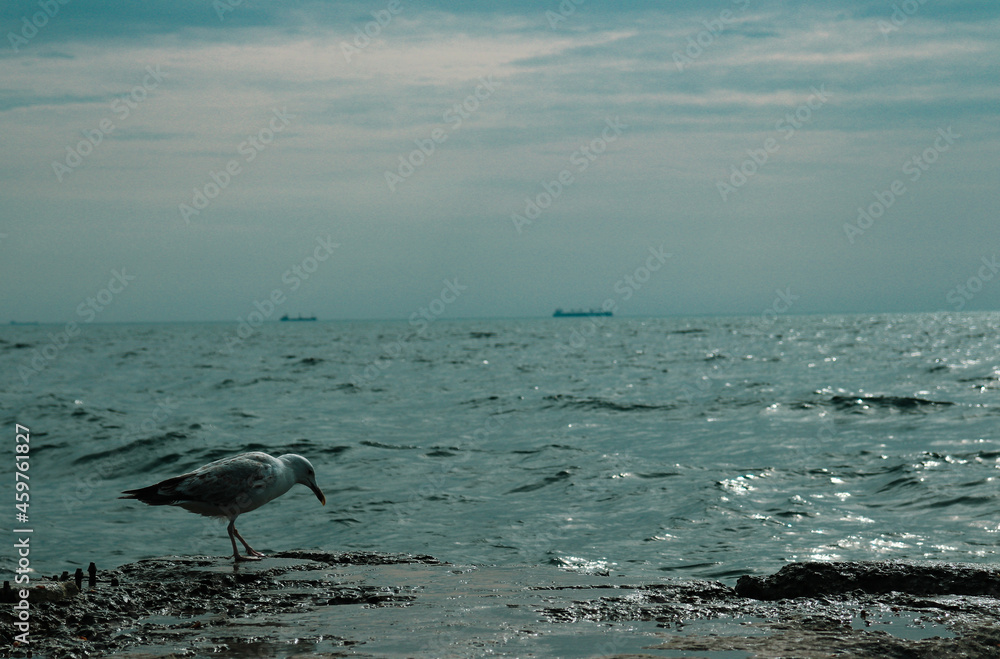 Albatross stands on a concrete slab near the Black Sea in Odessa. High quality photo