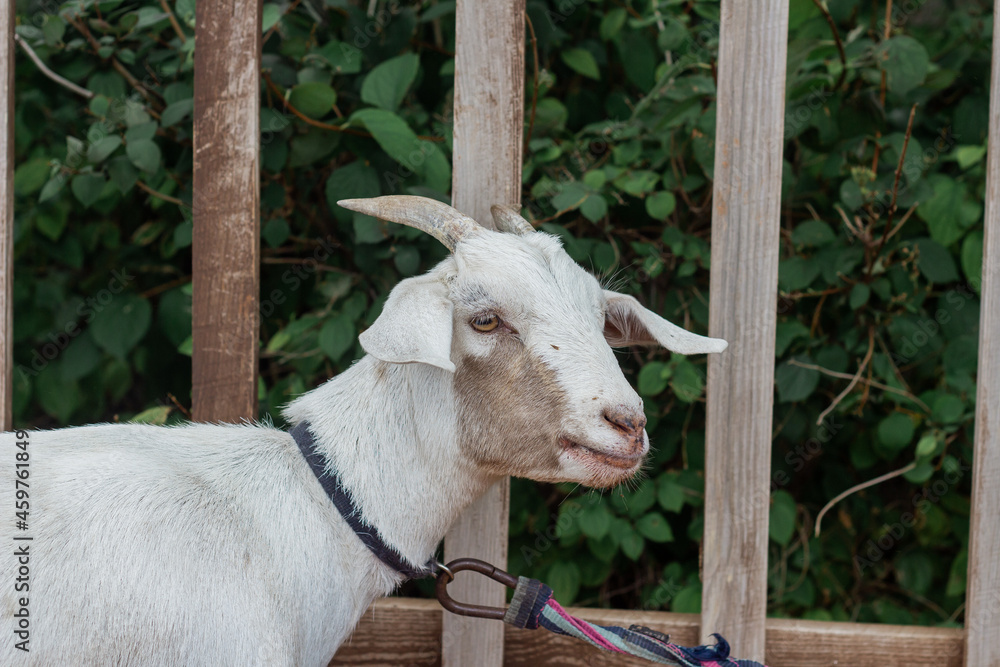 Obraz premium A white goat tied to a fence