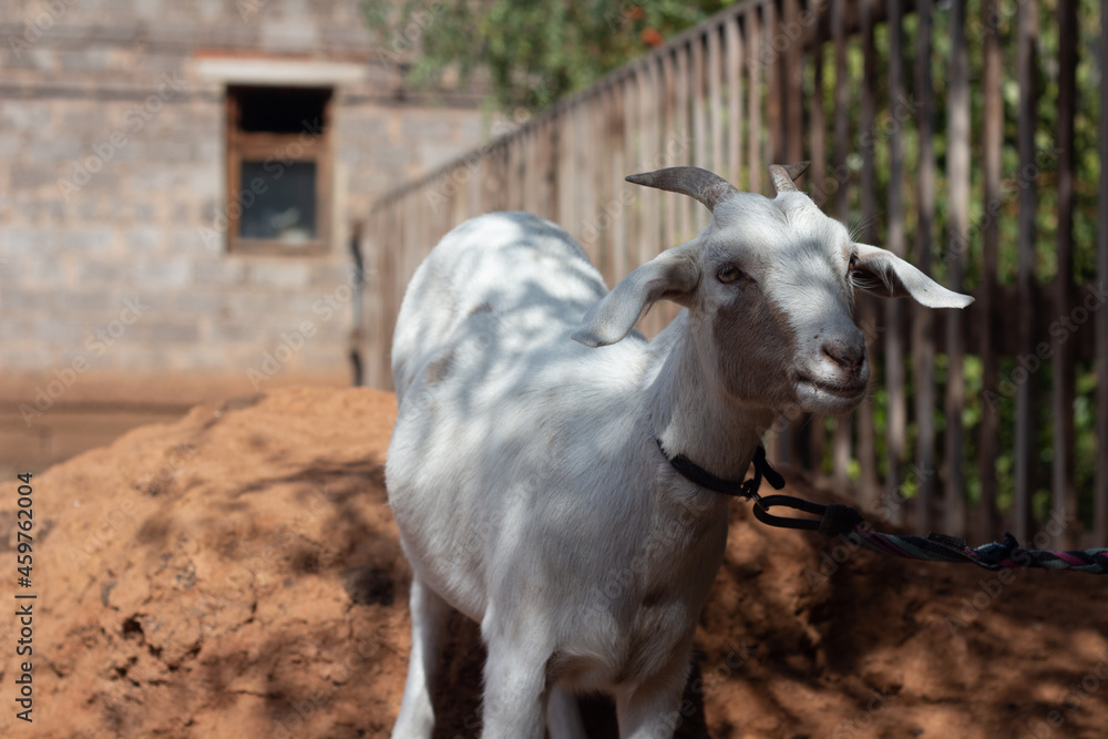 Obraz premium A white goat tied to a fence in the backyard