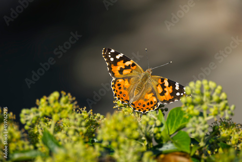 Painted Lady (Vanessa Cardui) Butterfly perched on ivy hedge (hedera helix) in Zurich, Switzerland © Janine