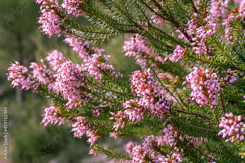 Heather flowers (Erica Vagans), with their characteristic and beautiful pink color. 
