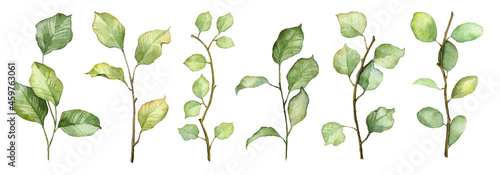 Set of hand painted watercolor botany isolated on white background. High resolution botanical collection. Scanned raster illustrations
